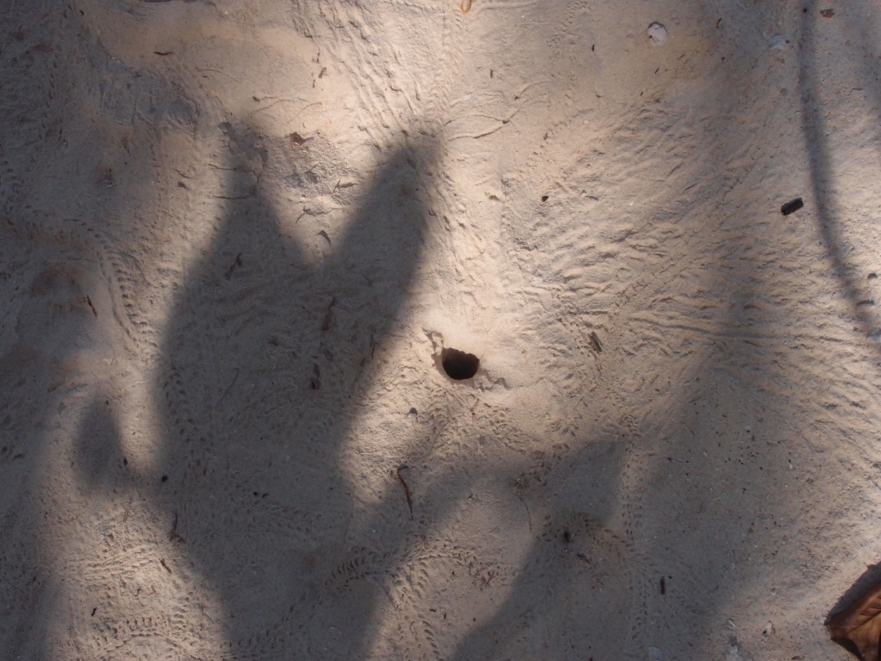 2015-10-07 04 Sand (Foto)